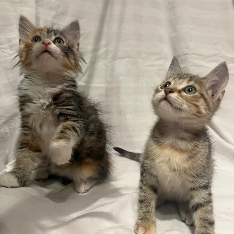 Anise & Chai BONDED thumbnail 5