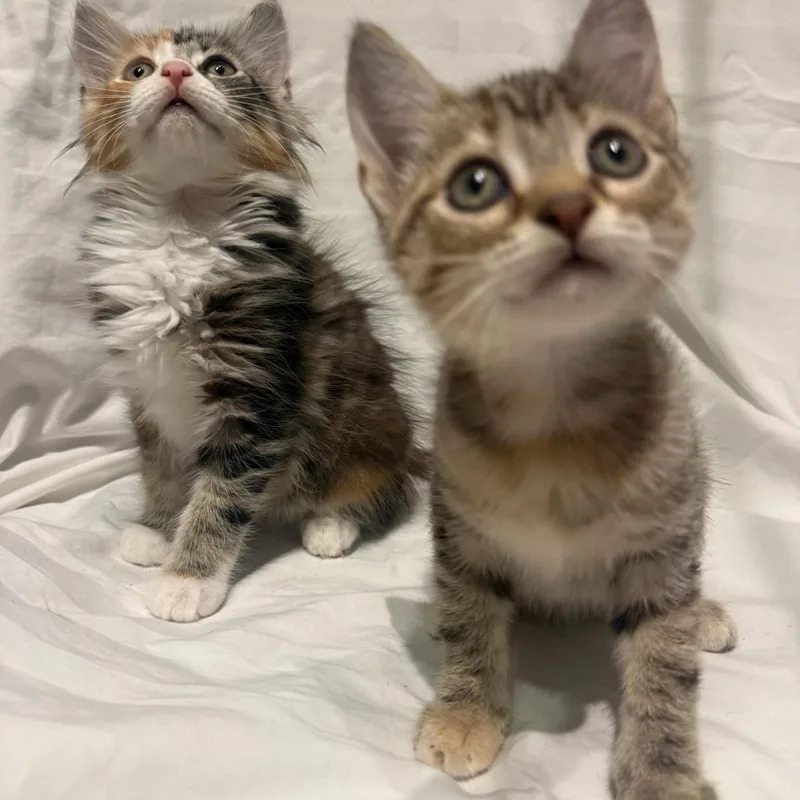 Anise & Chai BONDED thumbnail 6