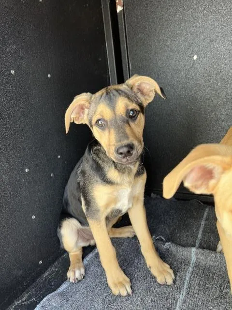 A baby small-sized male Pit Bull Terrier dog named Simon for adoption in San Luis Obispo, CA