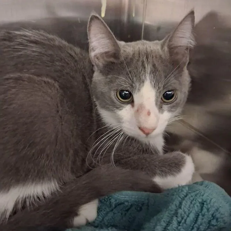 A young medium-sized male Gray / Blue / Silver Domestic Short Hair cat named Parker for adoption in Lake Havasu City, AZ
