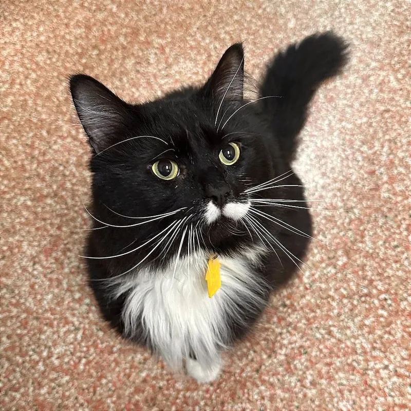 An adult large-sized male Black Domestic Long Hair cat named Stevie$ for adoption in Springfield, MA