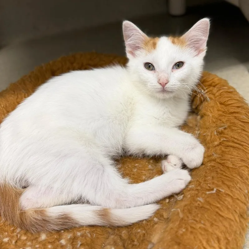 A baby small-sized male White Domestic Short Hair cat named Dreamsicle for adoption in Marshall, VA