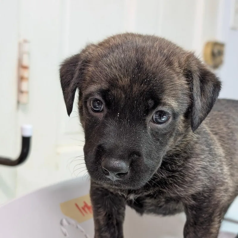 A baby small-sized female Brindle Mixed Breed dog named Chispas for adoption in Leander, TX