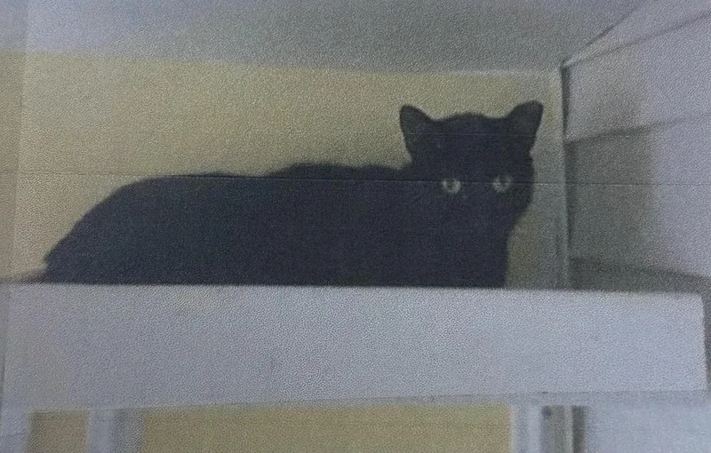 A senior small-sized female Black Domestic Short Hair cat named B.B. Freeport for adoption in Westbury, NY