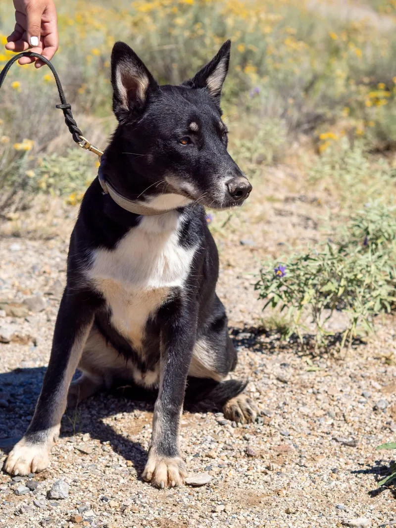A young medium-sized male Black Husky dog named Koda for adoption in Globe, AZ
