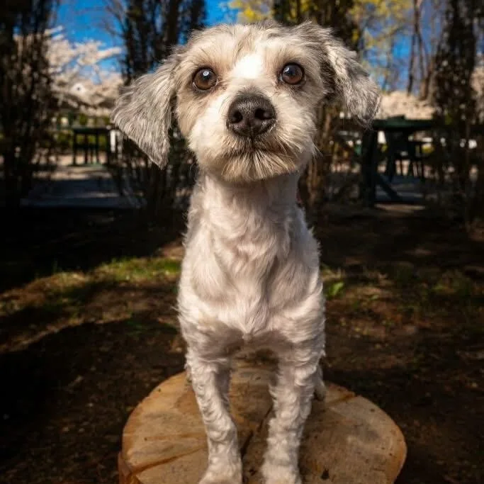 An adult small-sized male Maltipoo dog named Lucky for adoption in Mahwah, NJ