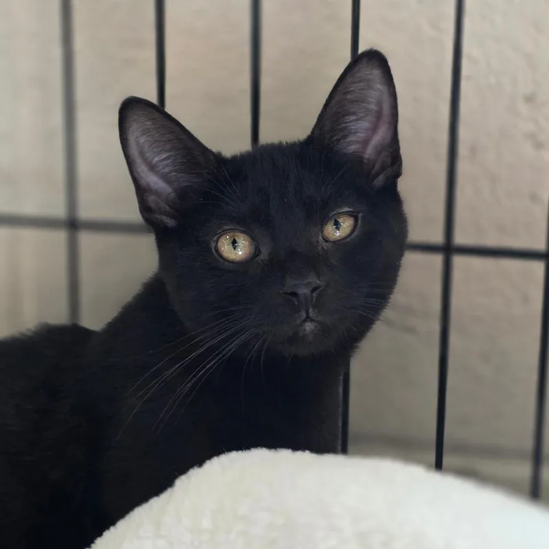 A baby small-sized male Black Domestic Short Hair cat named Splash kit for adoption in Chatham, VA
