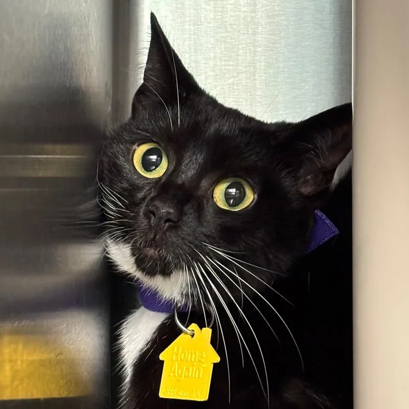 A young medium-sized female Domestic Short Hair cat named Nina for adoption in Springfield, MA