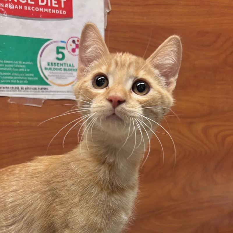 A baby medium-sized male Orange / Red Domestic Short Hair cat named Pocus for adoption in Sonora, CA