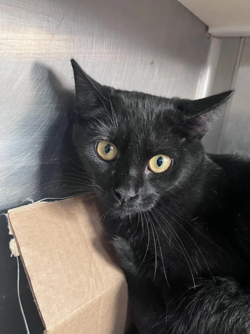 A young medium-sized female Black Domestic Short Hair cat named Daya for adoption in Carrollton, GA