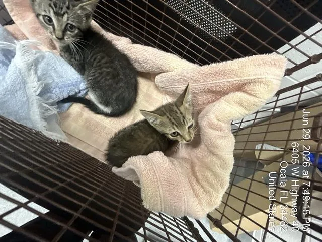 A baby small-sized male Domestic Short Hair cat named Bob for adoption in Ocala, FL