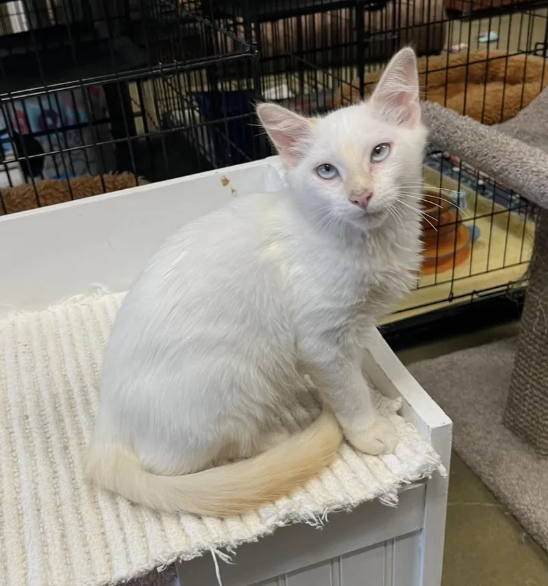 A baby small-sized male Flame Point Domestic Medium Hair cat named Rhett for adoption in Hillsboro, TX