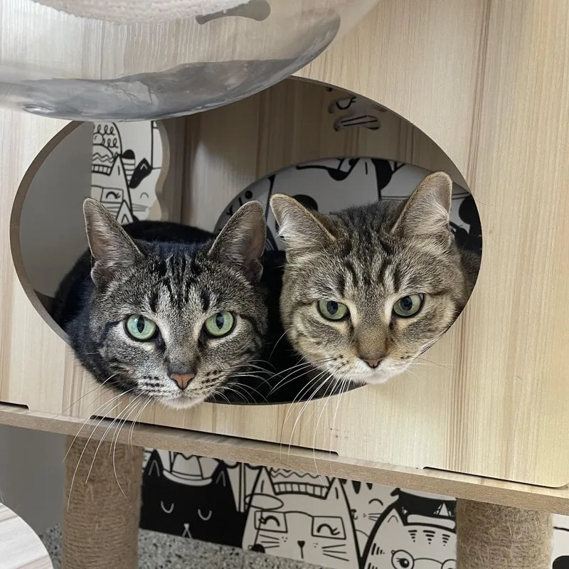 An adult medium-sized female Brown / Chocolate Domestic Short Hair cat named Ivy for adoption in Oak Park, IL