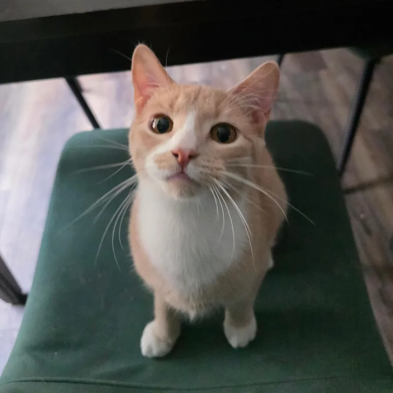 A young small-sized female Buff / Tan / Fawn Domestic Short Hair cat named Celinda for adoption in Fort Worth, TX