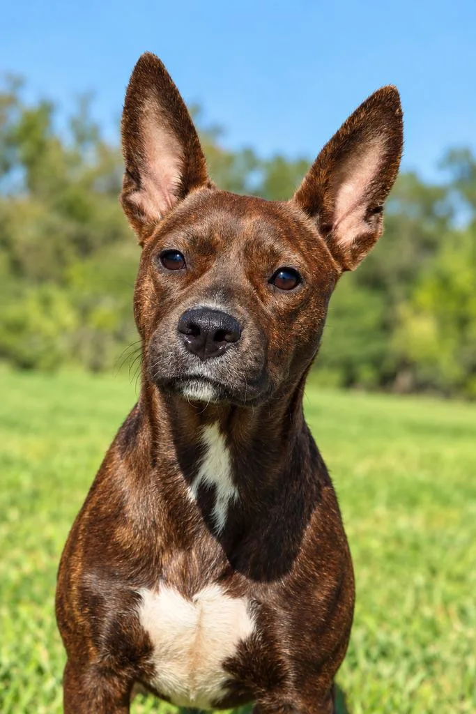 A baby medium-sized female Brindle Pit Bull Terrier dog named Butterfinger for adoption in Valdosta, GA