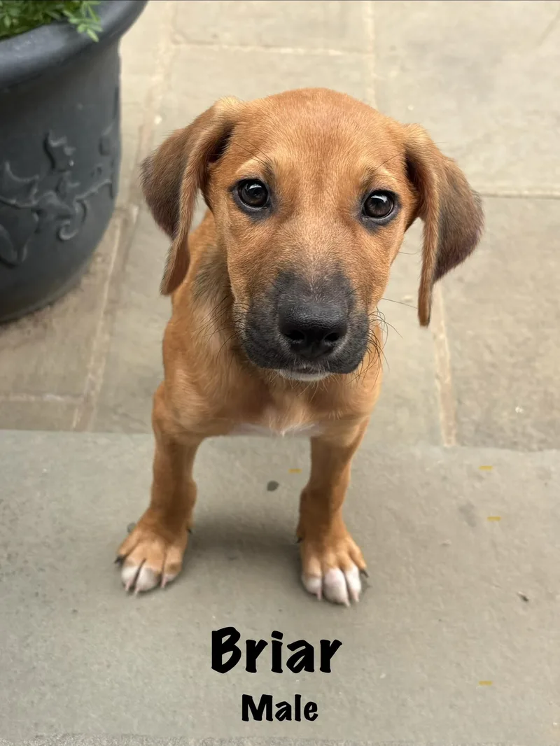 Briar thumbnail 4