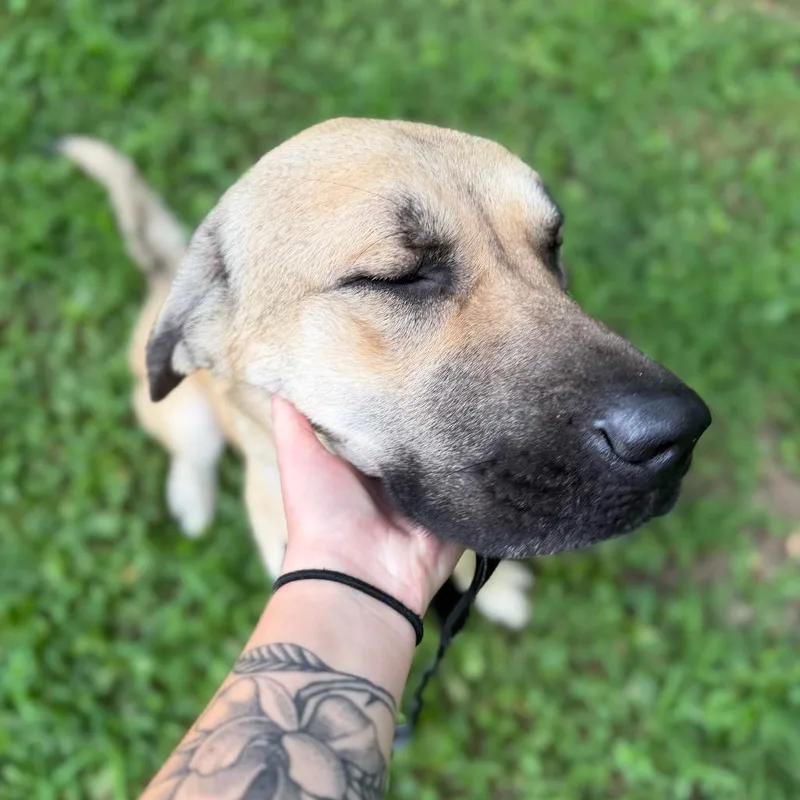 An adult large-sized female Yellow / Tan / Blond / Fawn Mixed Breed dog named Zena for adoption in Edwardsville, IL
