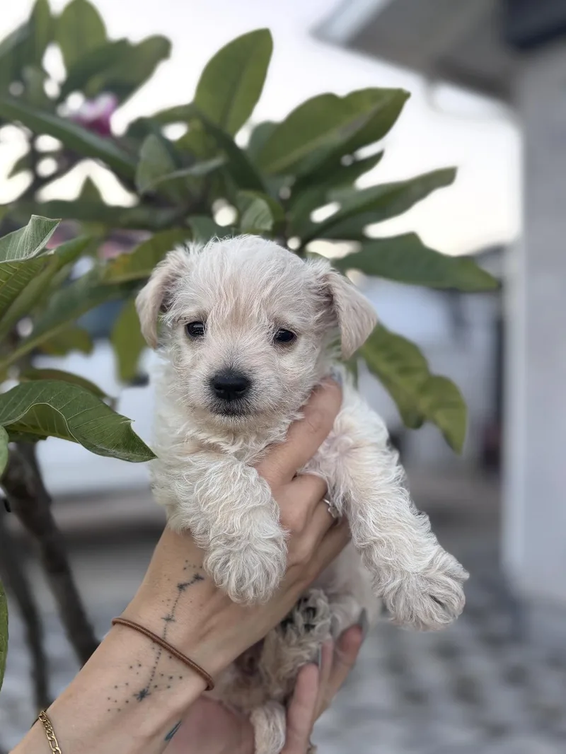 A baby small-sized female Terrier dog named Paisley for adoption in Los Angeles, CA
