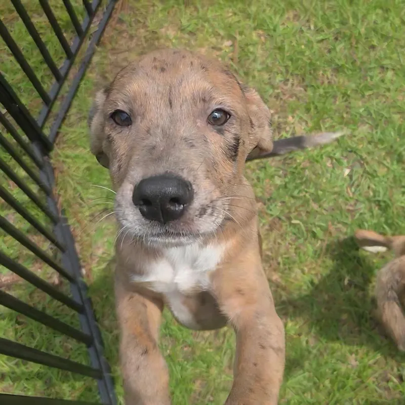 A baby medium-sized male Hound dog named Termite for adoption in Jersey City, NJ