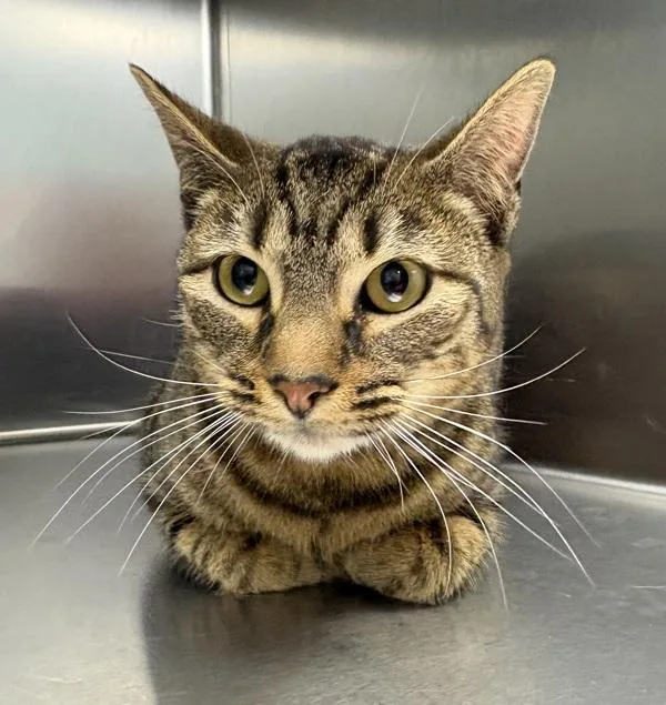 A young medium-sized male Domestic Short Hair cat named Jasper for adoption in Sioux City, IA