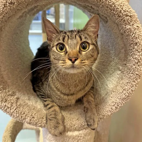 An adult medium-sized female Domestic Short Hair cat named Java for adoption in Walnut Creek, CA