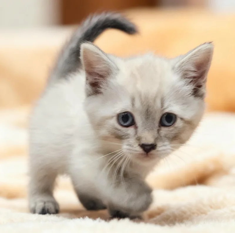 A baby small-sized male Domestic Short Hair cat named Phantom for adoption in Cottonwood, AZ