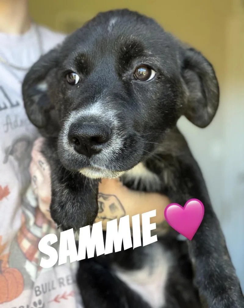 A baby large-sized female Border Collie dog named Sammie for adoption in Felton, PA
