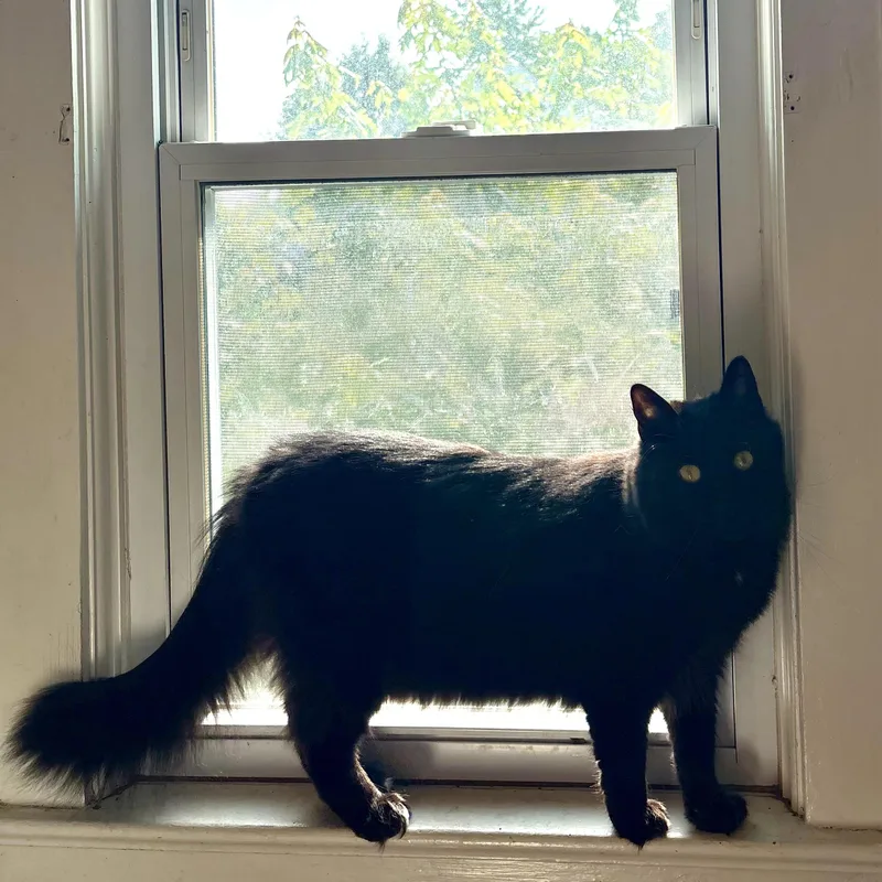 An adult medium-sized female Domestic Long Hair cat named Netherite for adoption in Akron, OH