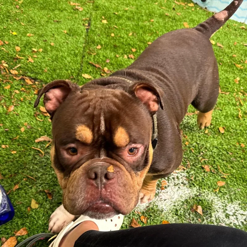 An adult medium-sized male American Bulldog dog named Brisket for adoption in Lauderhill, FL