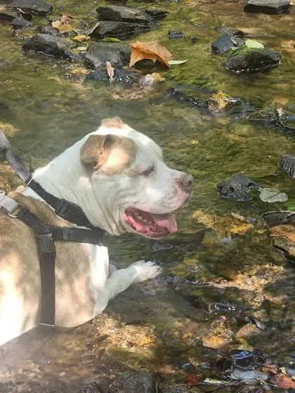 An adult large-sized male Mixed Breed dog named Sonnet for adoption in West Chester, PA