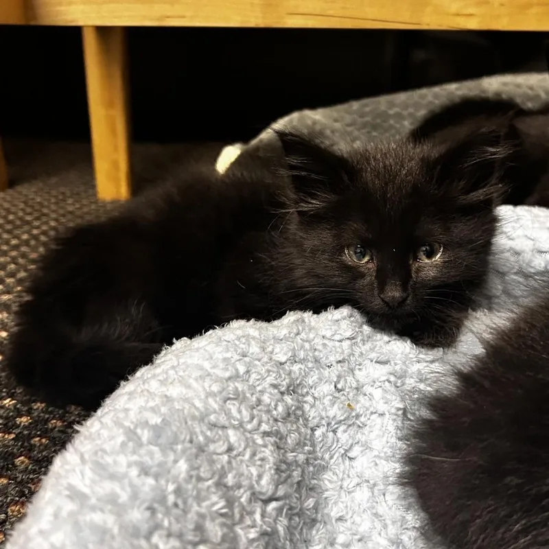 A baby small-sized female Black Domestic Long Hair cat named Electric Daisy for adoption in North Branford, CT