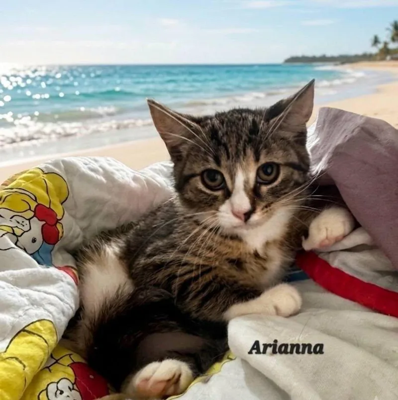 A baby medium-sized female Tabby (Gray / Blue / Silver) Domestic Short Hair cat named Arianna for adoption in Catasauqua, PA