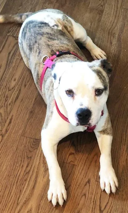 An adult medium-sized female Terrier dog named Sunday for adoption in Dallas, TX