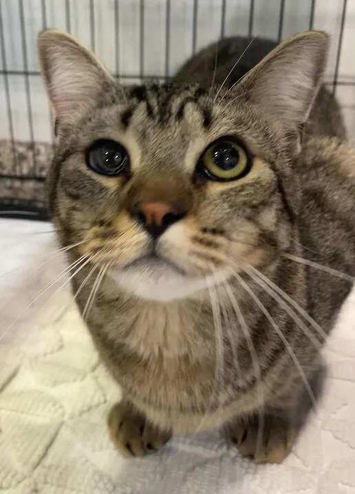 An adult large-sized male Domestic Short Hair cat named Cashew for adoption in Jackson, MI