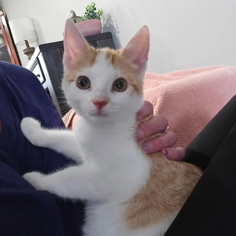 Ringo