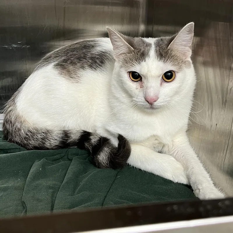 A young medium-sized female White Domestic Short Hair cat named Tinkerbell FKA Alina for adoption in Philadelphia, PA