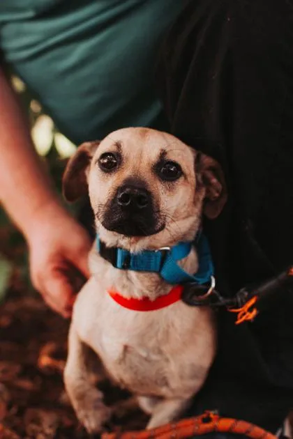 An adult small-sized female Chihuahua dog named A Little Lady for adoption in North Charleston, SC