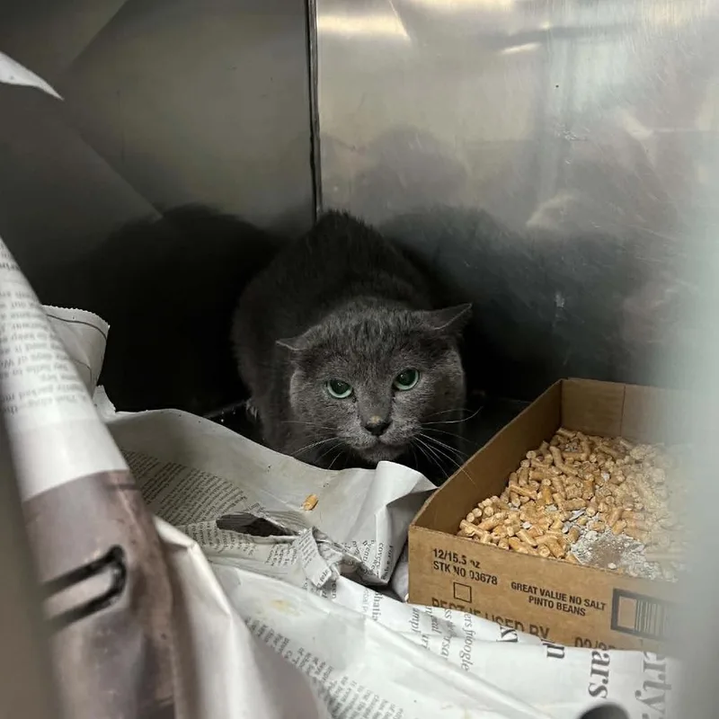 Budget Inn Cat