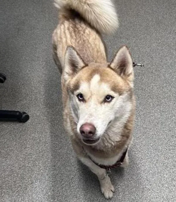 An adult medium-sized female Siberian Husky dog named Emiko for adoption in Escondido, CA