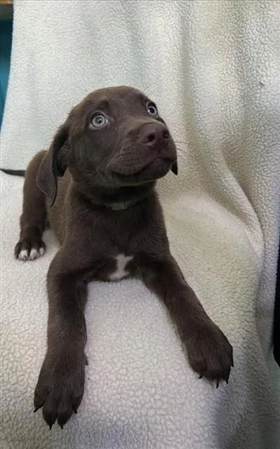 A baby medium-sized male Labrador Retriever dog named Four for adoption in Baldwin Park, CA