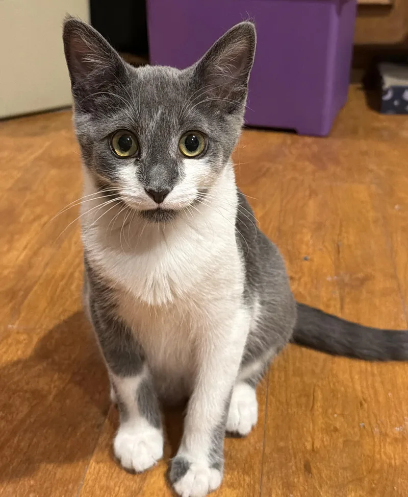 A baby medium-sized male Domestic Short Hair cat named Pauly for adoption in Williamsville, NY
