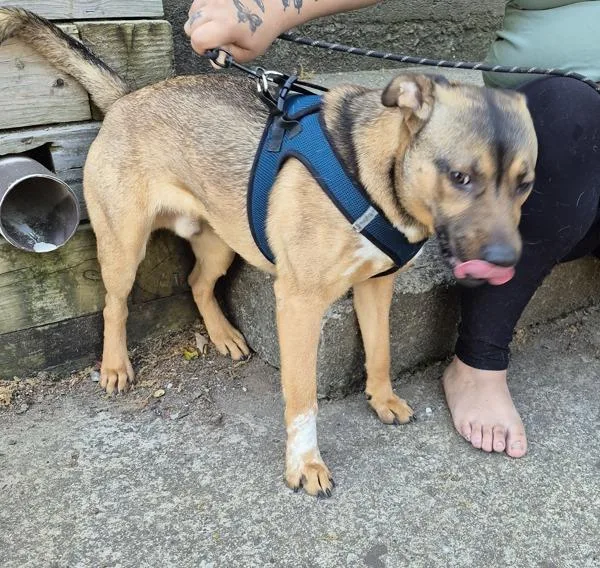 A young medium-sized male German Shepherd Dog dog named Pen  Marshall for adoption in Lawrenceville, GA