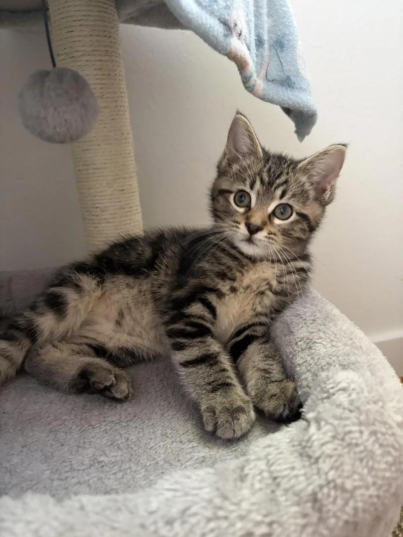 A young medium-sized male Brown / Chocolate Domestic Long Hair cat named Ollivander for adoption in Aurora, CO