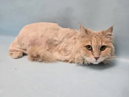A senior small-sized female Domestic Long Hair cat named Whitney for adoption in Coon Rapids, MN