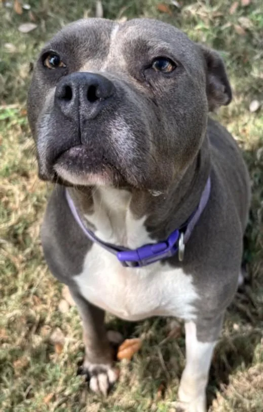 An adult medium-sized female Pit Bull Terrier dog named Delilah for adoption in Texas City, TX