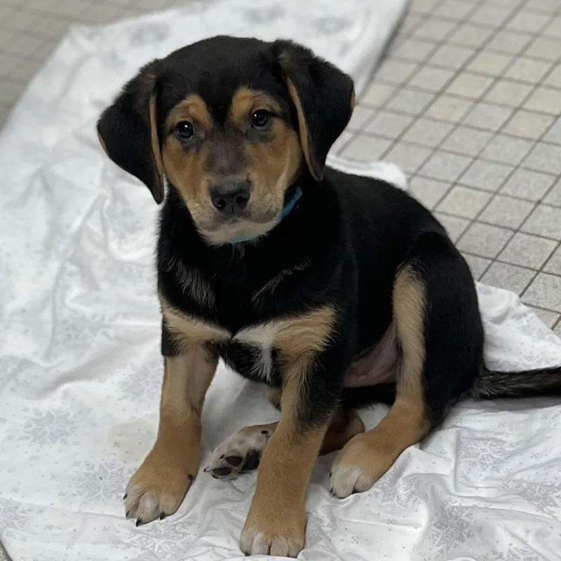 A baby medium-sized male Black Mixed Breed dog named Sunnie for adoption in Westhampton, NY