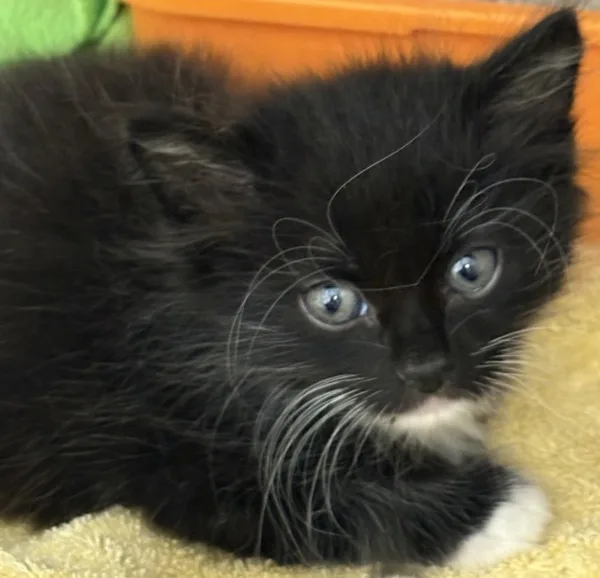 A baby medium-sized female Domestic Medium Hair cat named Lumi for adoption in Napa, CA