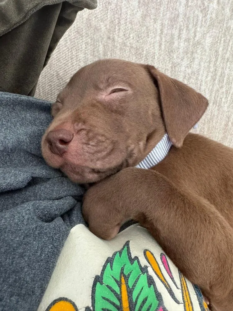 A baby small-sized female Brown / Chocolate Terrier dog named Brandy for adoption in Colorado Springs, CO