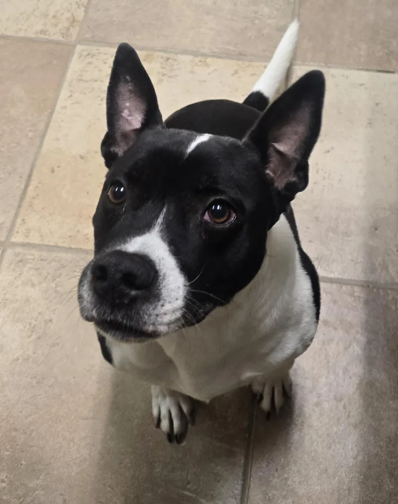 An adult medium-sized male Black Pit Bull Terrier dog named Dundee for adoption in Brainerd, MN