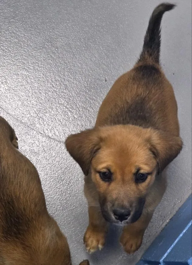 A baby medium-sized female Terrier dog named Piper for adoption in Hartsville, SC